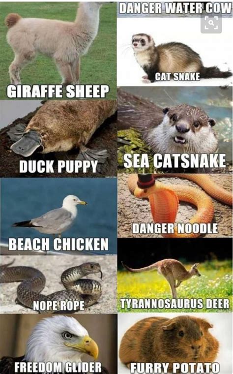funny sayings using animal names